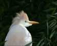 Cattle-Egret;Breeding-Plumage;Egret;Bubulcus-ibis;portrait;one-animal;close-up;c